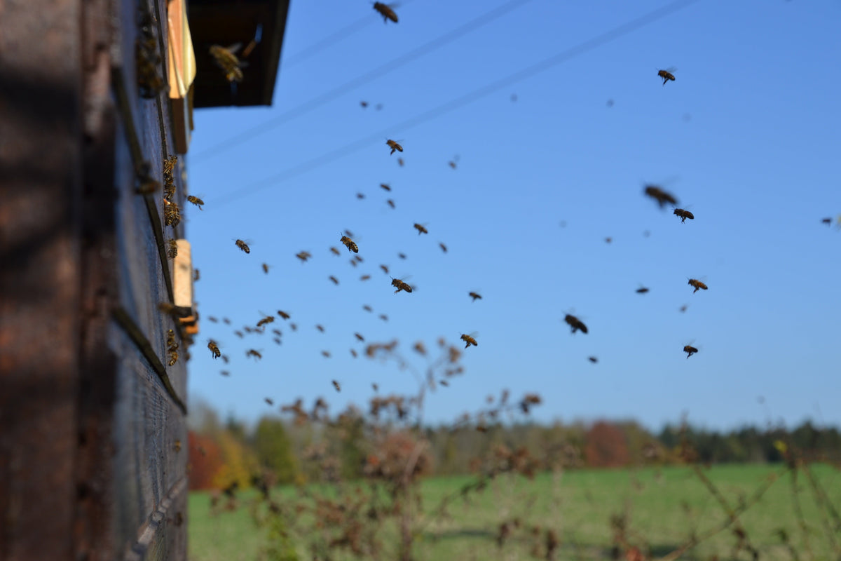 Bees Frequently Visit California but Not for Vacation
